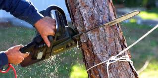 Best Arborist Consultation Services  in Suncoast Estates, FL