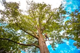 Best Hazardous Tree Removal  in Suncoast Estates, FL