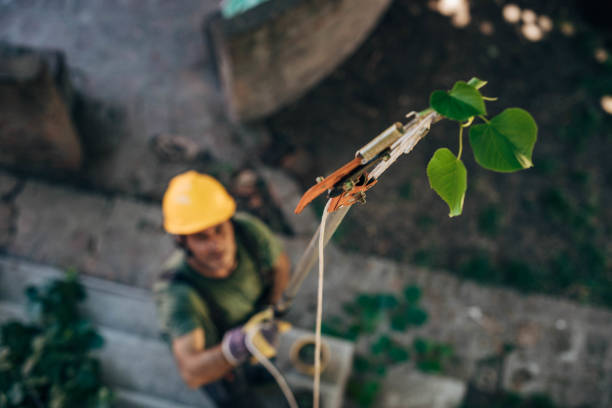 Best Fruit Tree Pruning  in Suncoast Estates, FL