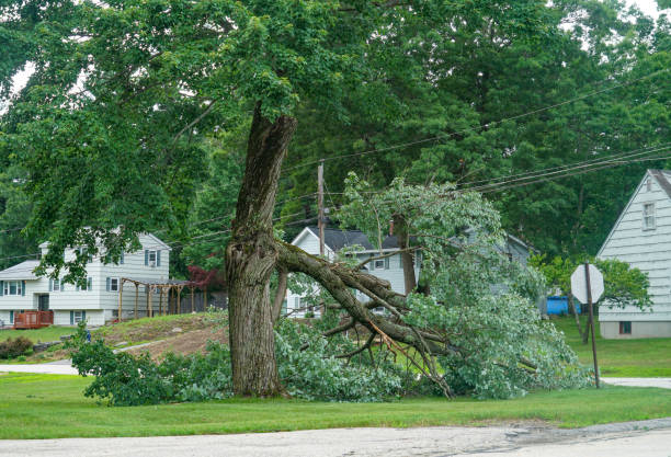 Best Tree and Shrub Care  in Suncoast Estates, FL