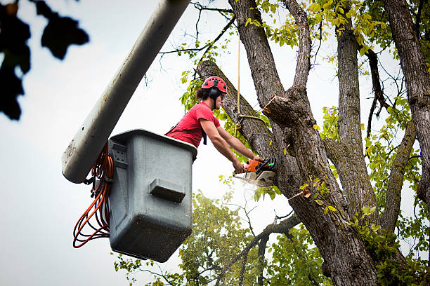 How Our Tree Care Process Works  in  Suncoast Estates, FL