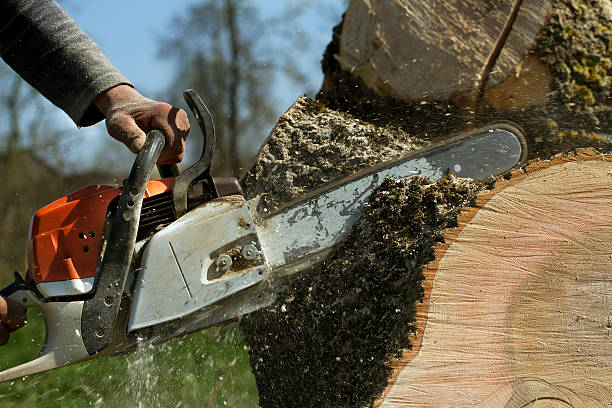 Best Stump Grinding and Removal  in Suncoast Estates, FL